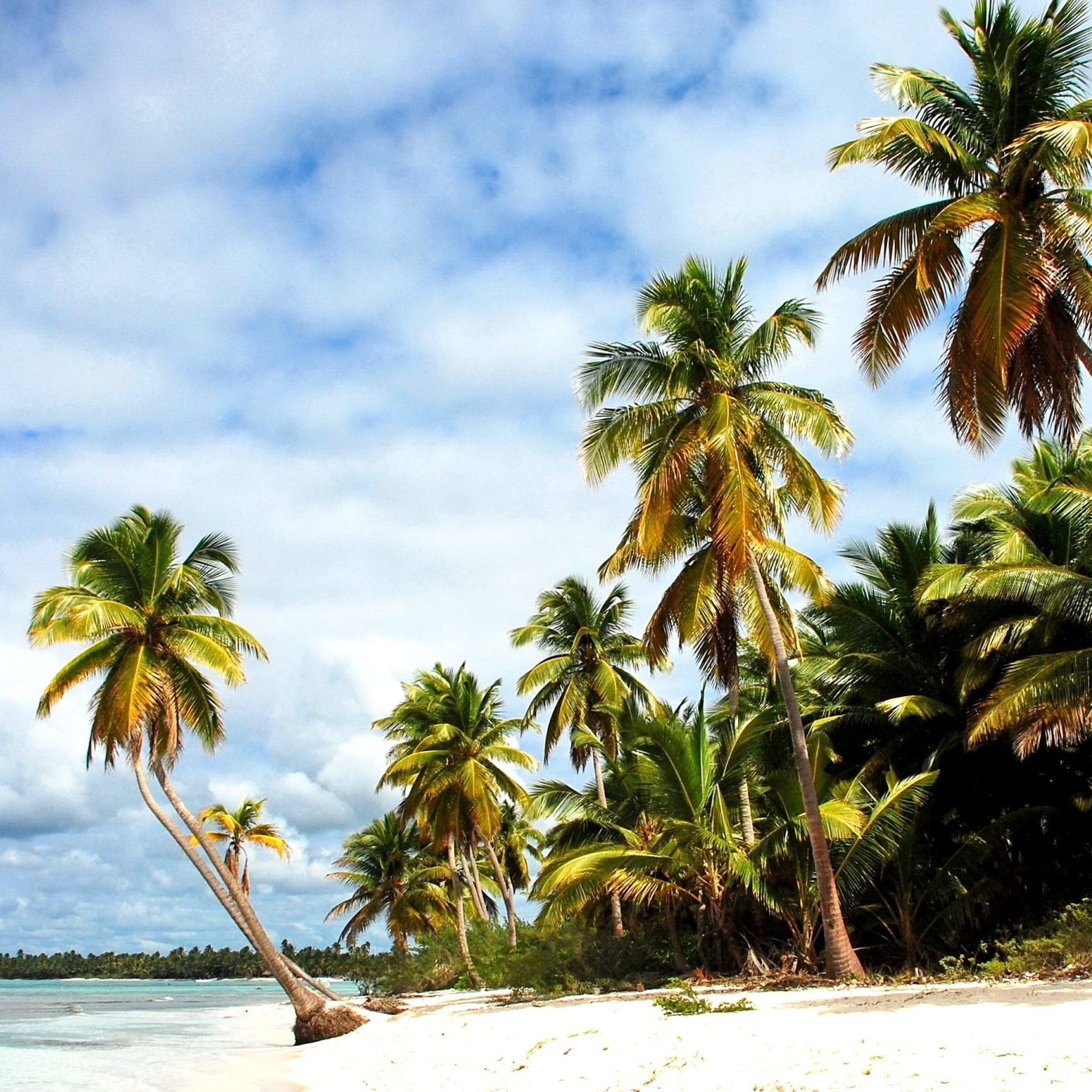 tropical beach with palms and blue sky